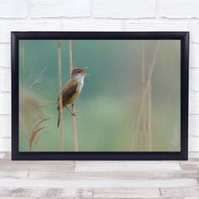 Reed River Bird Sing Parco Wildlife Wild Nature Animals Pastel Wall Art Print