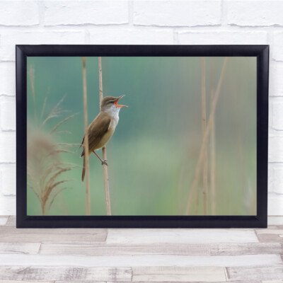 Schilf Fluss Vogel Sing Parco Wildtiere Wild Natur Tiere Pastell Wandkunstdruck