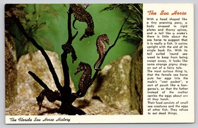 Marine Studios Seahorses Clinging Underwater Branch Marineland Florida Postcard