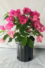 Well Rooted **RIJNSTAR PINK** Live Bougainvillea starter/plug plant*USA SELLER