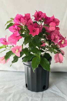 White Bougainvillea Plant-key WEST WHITE well Rooted Bougainvillea