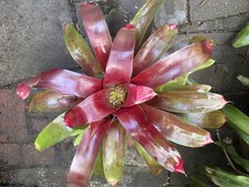 Neoregelia Bromeliad - Red Parfait