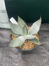 Agave Havardiana 2 Litre Pot