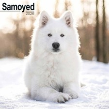 Samoyed Calendar 2026 - Dogs - Month To View