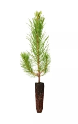 #ad 100 Loblolly pine tree containerized seedlings $99.00