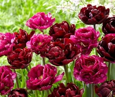 4 - PALMYRA DOUBLE PEONY TULIP Flower Bulbs IMPRESSIVE LUSH DEEP RED 5"+ BLOOMS
