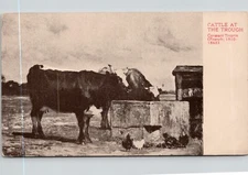Cattle at The Trough Vintage Postcard spc6