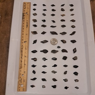 60 ALLIGATOR GAR SCALES FLORIDA FOSSILS ICE AGE EXTINCT FISH BONES TOOTH TEETH @