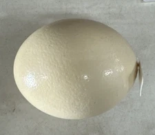 Ostrich Egg Shell empty