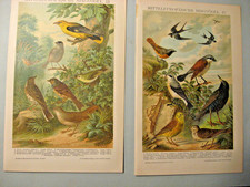 Singv&ouml;gel diverse Arten u.a. 7 Tafeln/Bilder von 1884 Lithogr.Chromlithographien