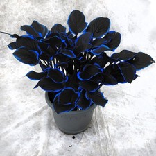 199 Hosta Flower Seeds for Planting - Non-GMO Heirloom Perennial, blue