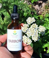 Yarrow Tincture, Blood Cleanse, Inflammation, Clears VD  STD Infections, FRESH