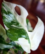 Rare Rhaphidophora Tetrasperma Albo 9"Tall Monstera Not Philodendron Anthurium