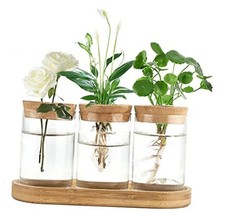 Plant Propagation Terrarium Desktop Glass Planter Station Water Medium