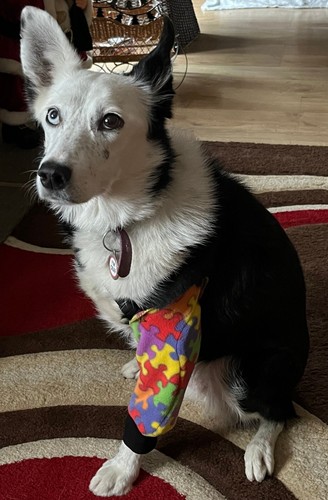 Dog Elbow protectors, Calluses, lick prevention /Hygroma ,pain relief support - Picture 17 of 17