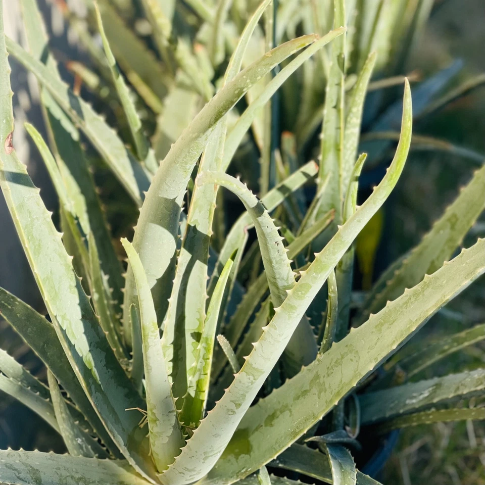8" Aloe Vera Barbadensis Miller Cactus Live Plant Ayurvedic Health Beneficial - Image 3 of 4