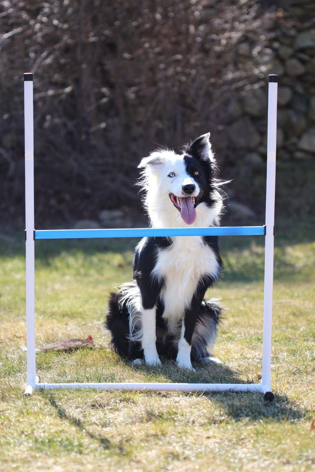 Barra individual Better Sporting Dogs Jump- 0222-1 Foto 4 de 4