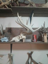 140 " + European Whitetail Skull Mount