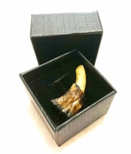 Voodoo Gator Toe Box New Orleans Louisiana Cajun Magic Amulet Potion Alligator  