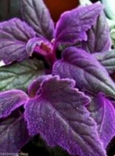 RARE !! Purple Passion plant (Gynura Aurantiaca) purple velvet LIVE plant 🪴 💜
