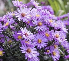NEW ENGLAND ASTER SEEDS (Aster novae-angliae) | 500 Seeds , Perennial - USA