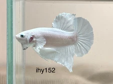LiVe BeTtA FisH HMPK ** SnoW PLaTiNuM** {Imported Male} ~ (ihy152)
