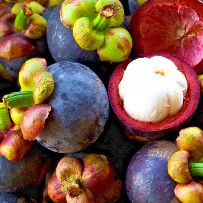 Mangosteen Grafted Plant Fruit Tree Tropical From Thailand Tall 18 inchs