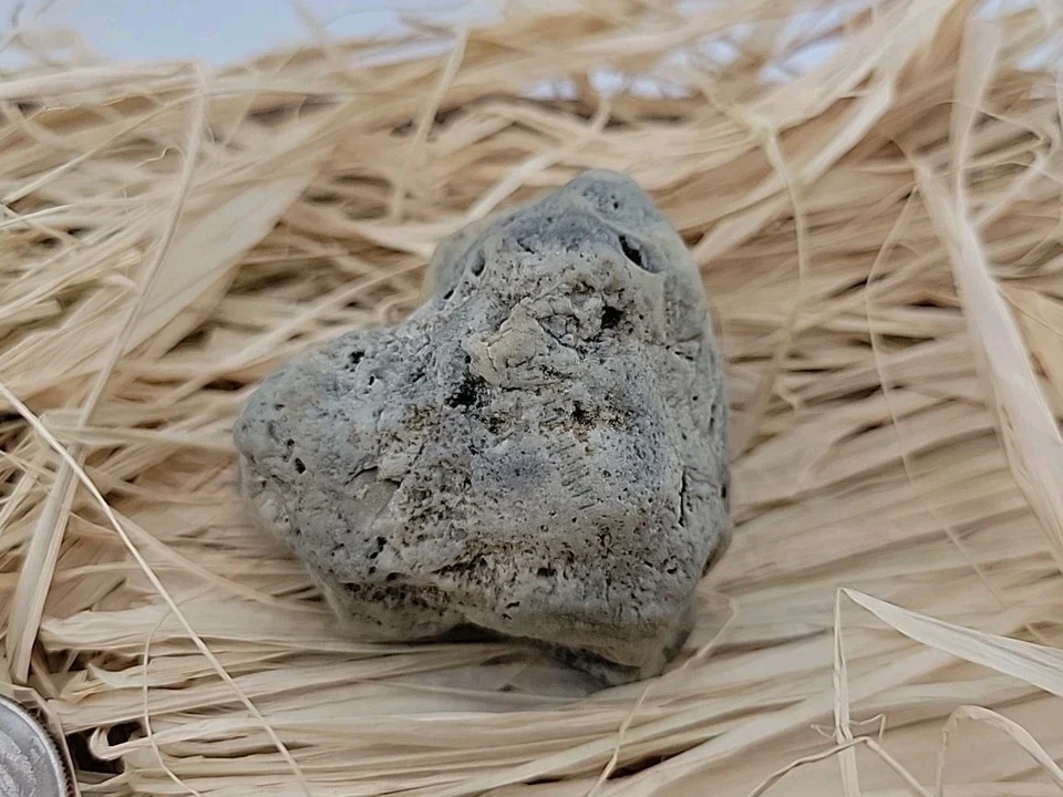 Permineralized Bird Skull Terror Bird - Image 2 of 4