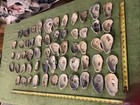 Lot of 58 Atlantic Oyster Shells 2.5 To 4.75 Inch Long Craft Art — photo 4