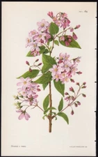 c1981 Curtis Botanical Magazine - Lilian Snelling Print Deutzia x rosea