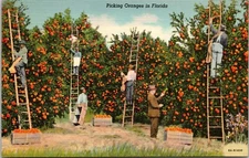 Picking Orages in Florida 41F Tropical FL Series Postcard Linen Unposted 1072