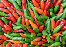 30 BIRDS Eye CHILI PEPPER Chiltepin Pepper Capsicum Frutescens Vegetable Seeds