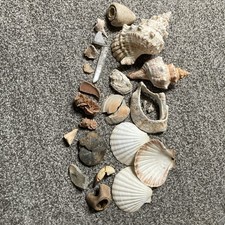 Muschelsammlung / Kristalle / Versteinerung / Koralle / Fossile