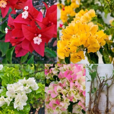 Bougainvillea types 4 well rooted plants growing flowers rare plants 4 cuttings