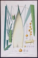 HUGE 1903 Rodrigues antique print - Brazilian palm tree - Cocos O, E & P- RARE