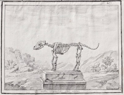 dog Hunde chien Skelett skeleton Anatomy drawing Zeichnung dessin 1780