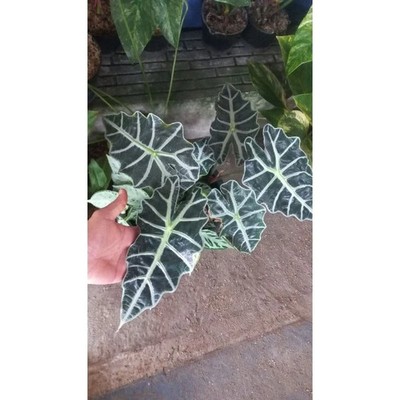 Alocasia Polly African Mask Rare Unique Live Tropical Plant PL109