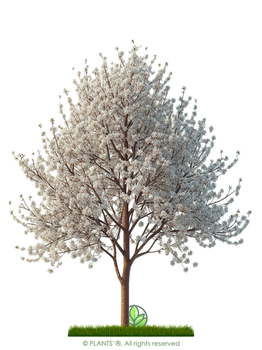 Fire Cherry Tree | Premium Seeds | Prunus pensylvanica 'Spring' | Plants'® - Picture 2 of 15