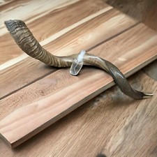 Kudu Yemenite Shofar Horn Kosher Judaica Half Polished Israel XXXL 42-44" Gift