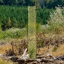 3-1/4” x 36” Rigid Seedling Protector Tubes pk. of 250