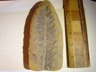 mazon creek fossils, percopteris, IL. — photo 1