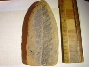 mazon creek fossils, percopteris, IL.