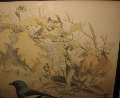 Antique 1857 EDOUARD TRAVIES 'Le Pinson' FINCH LITHOGRAPH - ORNITHOLOGY Print - Picture 9 of 12