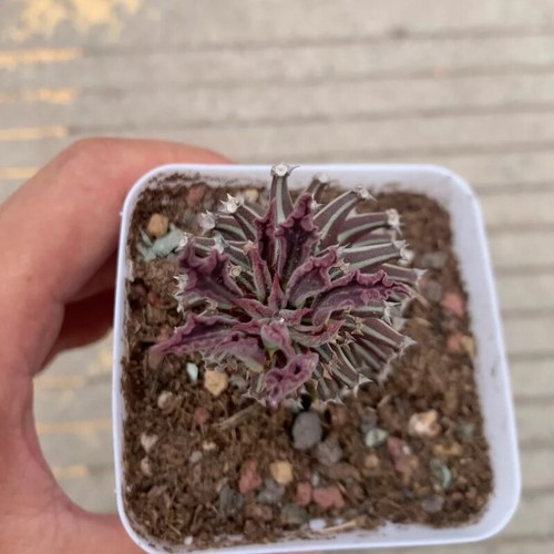 Hermosa planta de cactus suculenta de 8 cm Euphorbia Guentheri Variegata Euphorbiaceae - Imagen 12 de 24