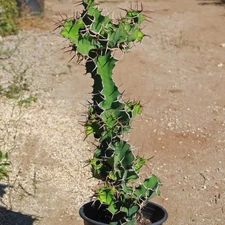 Cow's Horn Cactus - Euphorbia grandicornis cactus Cacti Succulent real live plan