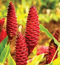 Shampoo Ginger Lily : Rare and Exotic