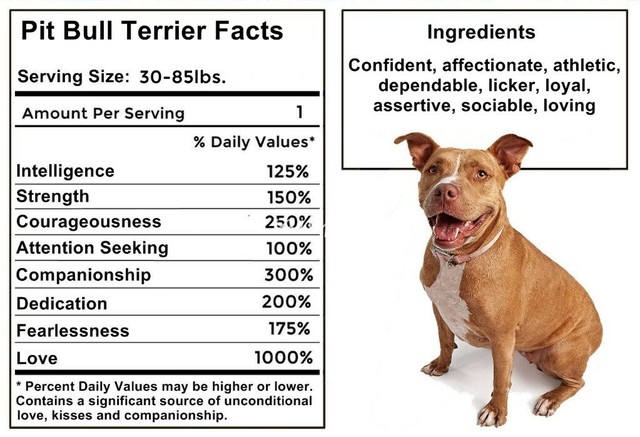 PIT BULL Facts Magnet | eBay