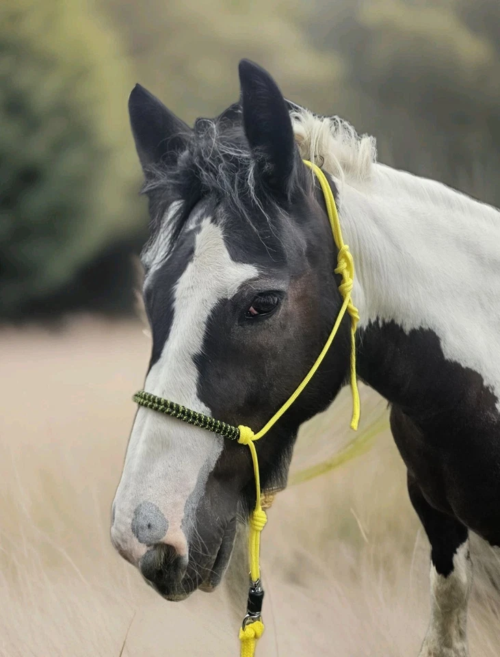 Knotenhalfter + Bodenarbeitsseil | Neongelb | Handmade - Bild 2 von 4