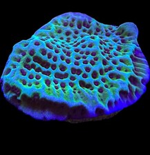 Live Coral Montipora Purple Rim Confusa 3/4" 
