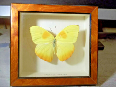 SCHMETTERLING.  PHOEBIS PHILEA. PERU. Entomologie, Arthropode, Schmetterling, Wissenschaften